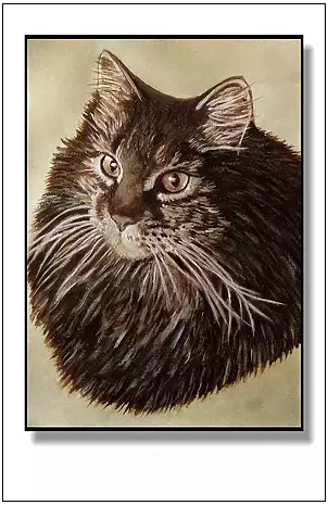 Jolanta Dusza - kotek16