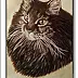 Jolanta Dusza - kotek16