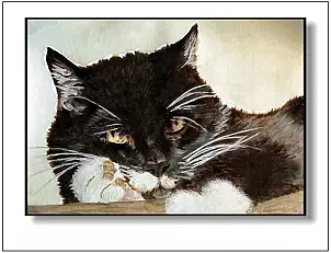 Jolanta Dusza - kotek18