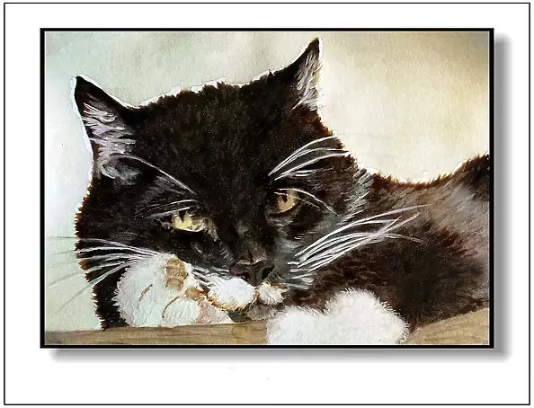 Jolanta Dusza - kotek18