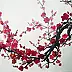 Anna Witek - Cherry blossoms