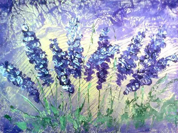 Małgorzata Lesisz - lawenda lekarska