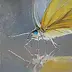 Małgorzata Mazur - farfalla