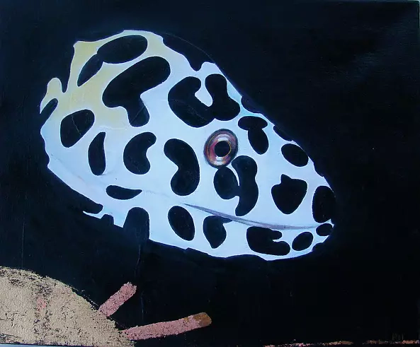 Padovani Nicolas - murene