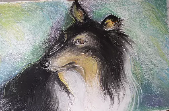 Ryszard Kostempski - owczarek szetlandzki tricolor "Ariel"