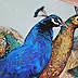 Anita Kuchta Kurasińska - peacocks II