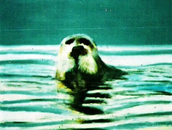 Padovani Nicolas - phok u 2