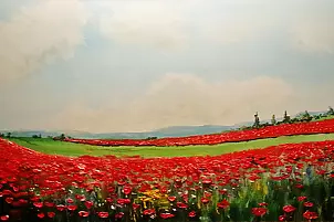 Stanisław Tobiasz - pole makowe