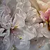 Maria Gruza - rhododendron
