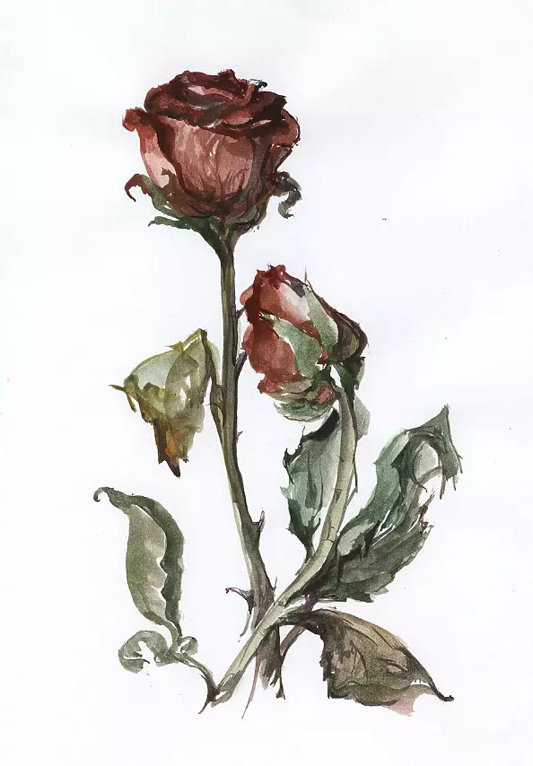 Dorota Chwałek - róże 1