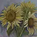 Marta Wideńska - sunflowers