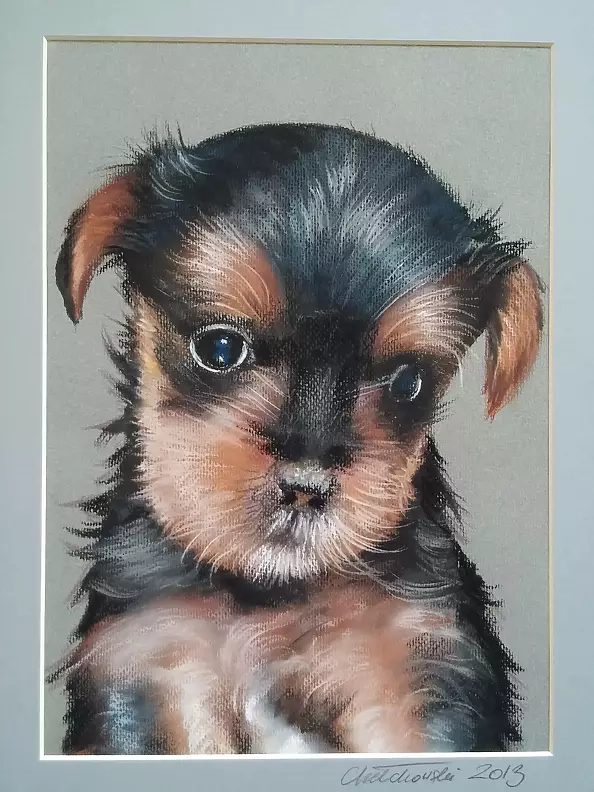 Robert Chełchowski - smutny york