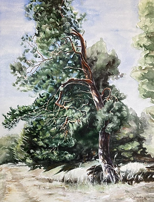 Rafał Bochra - sosna w Kluczkowicach