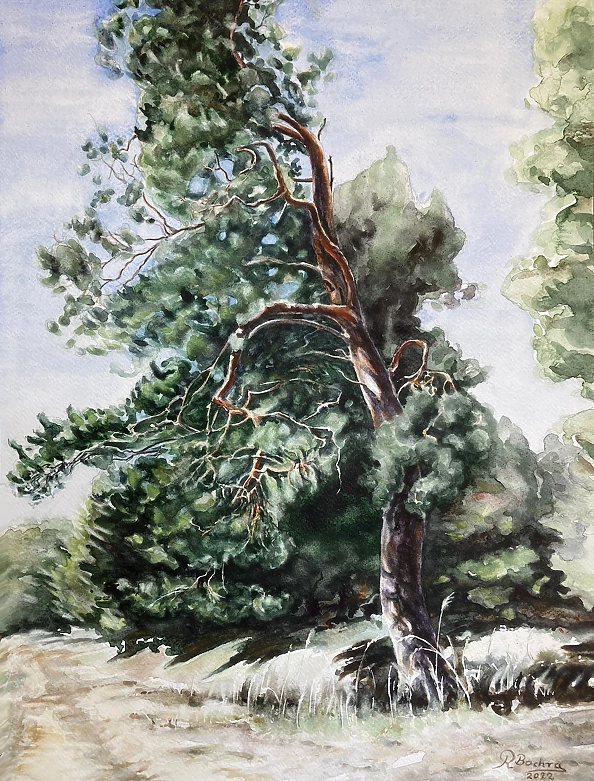 Rafał Bochra - pine in Kluczkowice