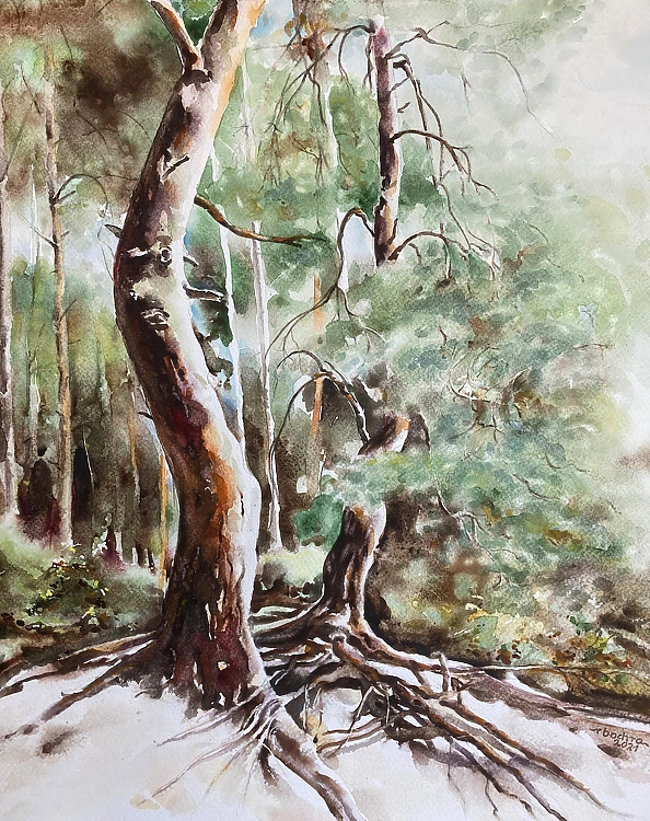 Rafał Bochra - pine trees in Wrzelowiec 1