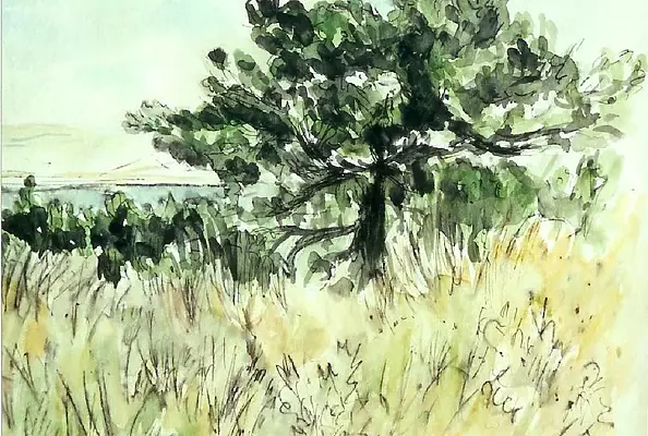 Wieter Wieter - old tree