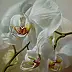 Maria Gruza - fantasmes d'orchidées