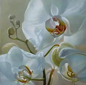 Maria Gruza - orchid fantasies
