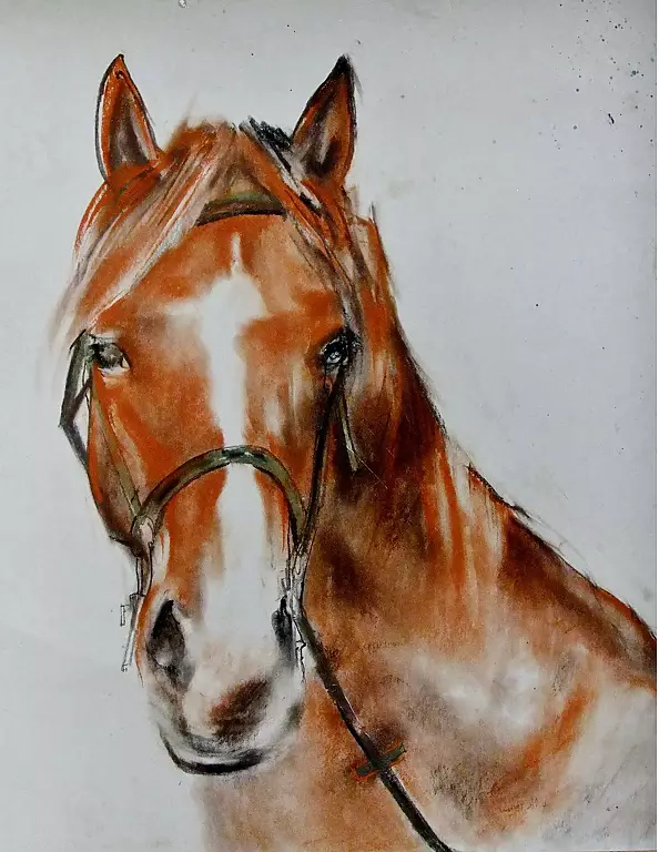 Dorota Chwałek - szkic głowa konia