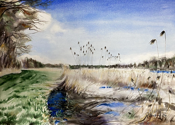 Rafał Bochra - trzciny stawu w Kluczkowicach