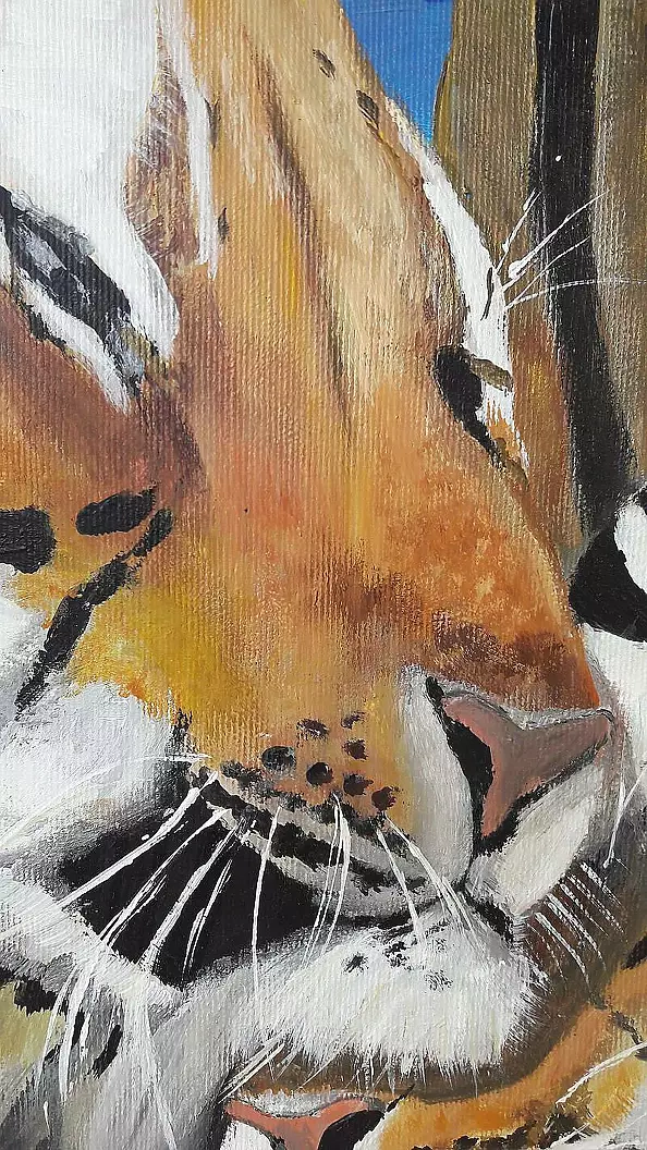 Ewa Mościszko - tygrysy