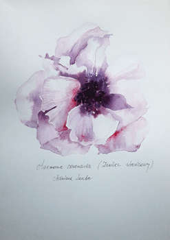 "Anemone" - Adriana Laube