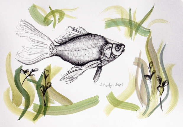 Fisch Amelia Augustyn
