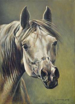 Głowa konia (siwka) - Andrzej Hamera