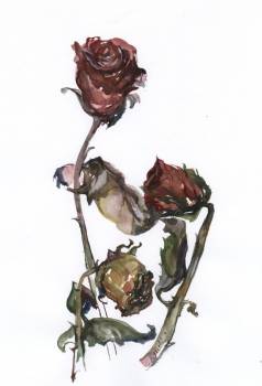 róże - Dorota Chwałek