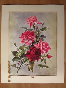 bouquet de roses - Jacek Stryjewski
