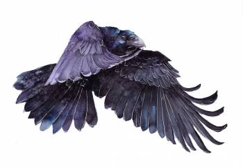 Raven in flight - Karolina Kijak