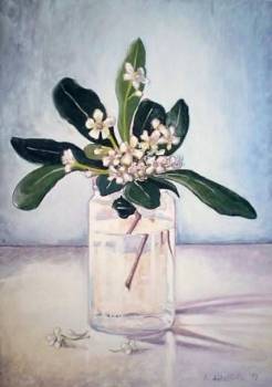Kwiaty Pittosporum - Luigi Abbattista