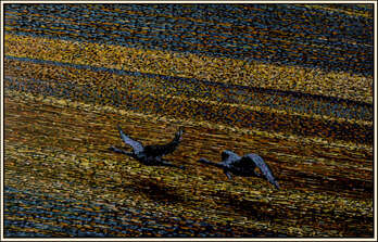 Uccelli blu - Marek Chomczyk