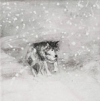 Śnieżyca - Marzena Czaniecka