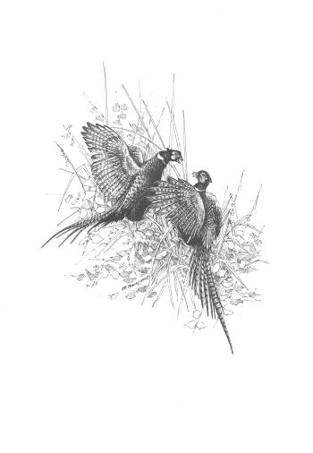 Pheasants - illustration for Calendar 2017 - Michał Nowakowski