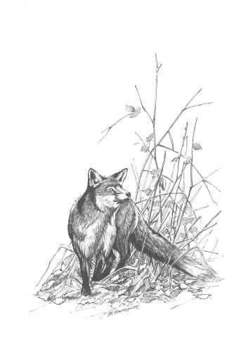 Fox - illustration for Calendar 2017 - Michał Nowakowski