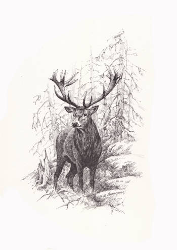 Deer - illustration for Calendar 2017 - Michał Nowakowski