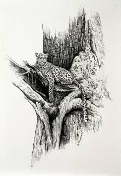 léopard au repos - Michał Nowakowski
