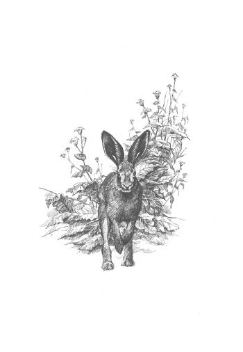 Hare - illustration pour le calendrier 2017 - Michał Nowakowski