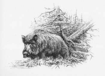 Boar - Illustration für die Geschichte - Michał Nowakowski