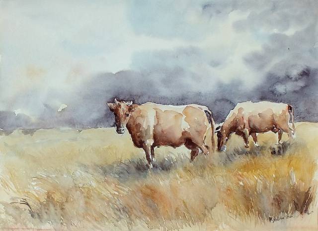cows Michalina Derlicka