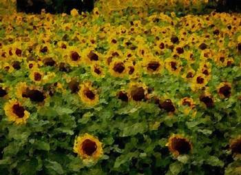 Sunflowers - Neacsu Karelia Mihaela