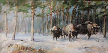 Bieszczady bison - Piotr Kolano