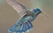 Hummingbird - Vorden .