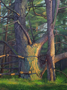 Dzikie Drzewa IV - Bałtyk I - Wojciech Pater