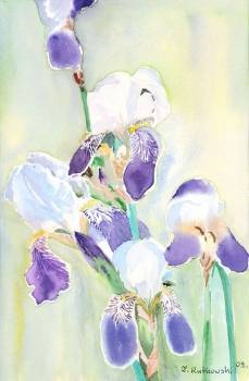  iris pourpres et blanches - Zdzisław Rutkowski